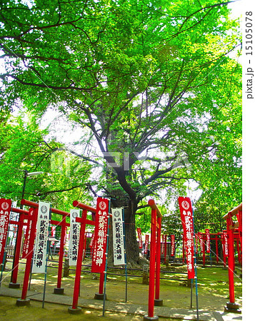 法明寺 鬼子母神堂 の大イチョウ 東京都豊島区南池袋 の写真素材