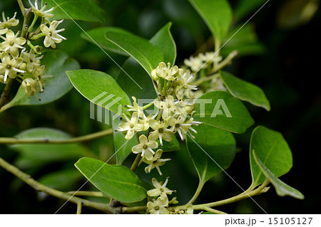モチノキの花の写真素材