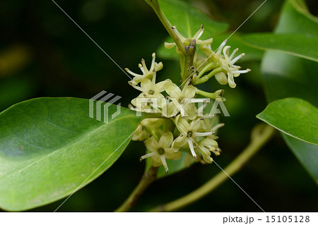 モチノキの花 モチノキの花 15105128