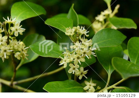 モチノキの花の写真素材