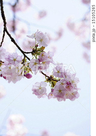 桜 15105265
