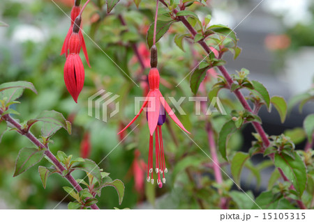 フクシア 15105315