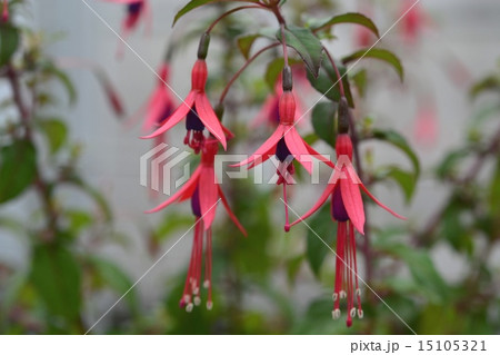 フクシア 15105321