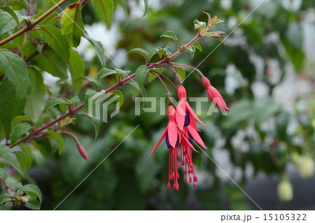 フクシア 15105322