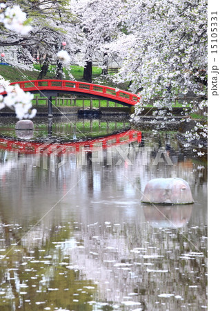 間々田八幡宮の桜 15105331