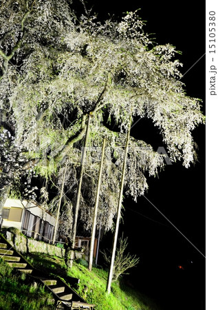 奥三河の桜シリーズ・ライトアップ、その1、大安寺のシダレ桜 奥三河の桜シリーズ・ライトアップ、その1、大安寺のシダレ桜 15105380