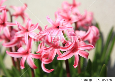 ヒヤシンス 15105470