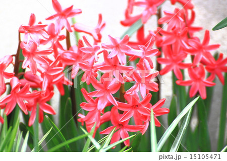 ヒヤシンス 15105471