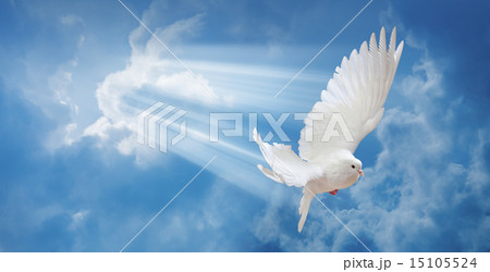Dove in the air with wings wide open 15105524
