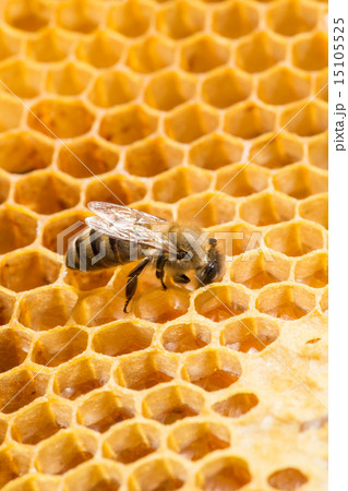 Macro of working bee on honeycells. 15105525
