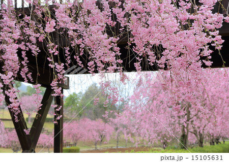 常陸風土記の丘のしだれ桜の写真素材