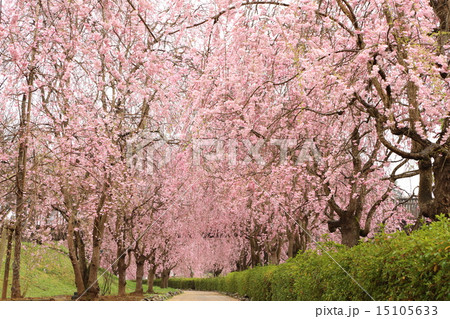 常陸風土記の丘のしだれ桜 15105633