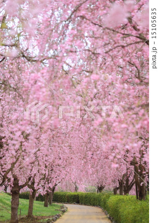 常陸風土記の丘のしだれ桜の写真素材