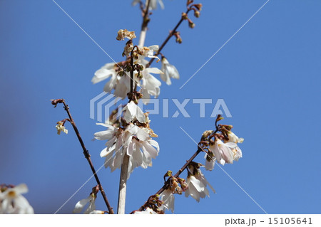 ウチワノキ 15105641