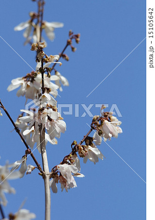 ウチワノキ ウチワノキ 15105642