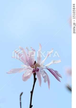 ベニコブシ ベニコブシ 15105644