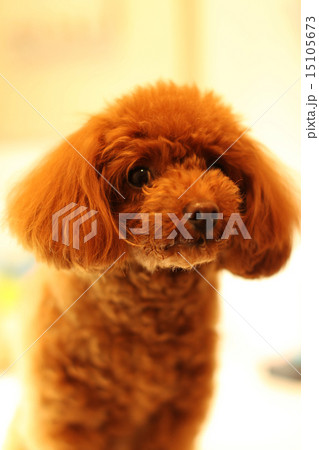 トイプードル 15105673