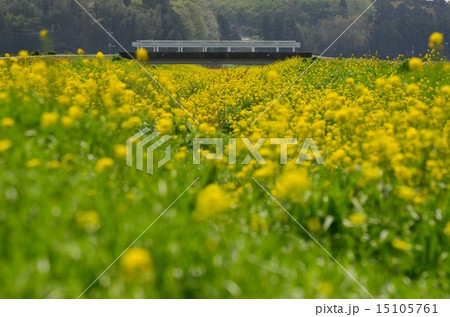 菜花の川と橋 15105761