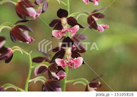 渡川のまぼろし 15105816