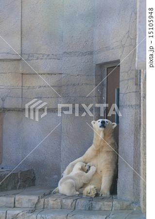 白熊　札幌円山動物園 15105948