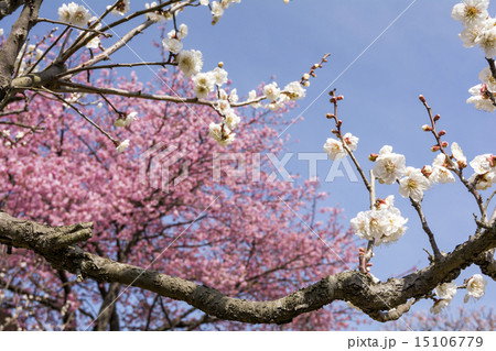 ピンクの花をバックに白梅の花と空 ピンクの花をバックに白梅の花と空 15106779