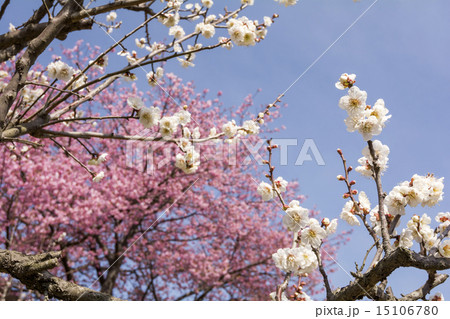 ピンクの花をバックに白梅の花と空 ピンクの花をバックに白梅の花と空 15106780