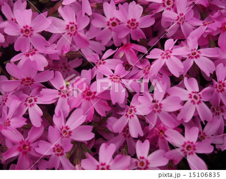 薄紫色の芝桜 薄紫色の芝桜 15106835