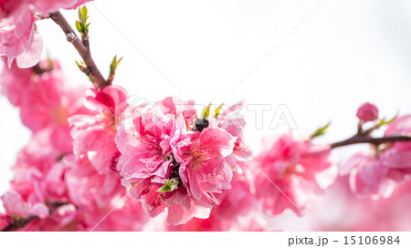 源平枝垂桃 15106984