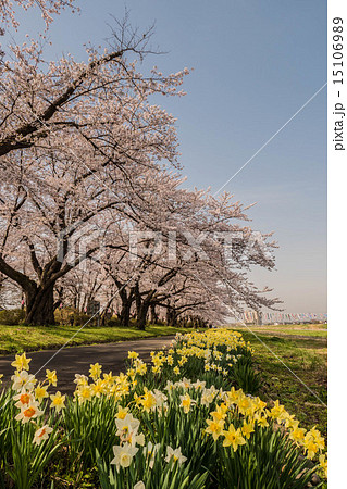 北上展勝地の桜 15106989