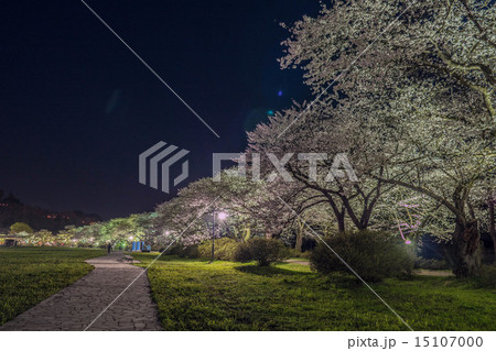 北上展勝地の桜 15107000