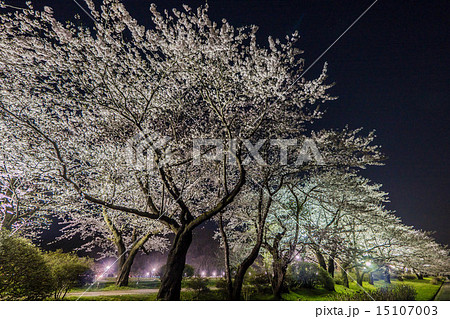 北上展勝地の桜 15107003