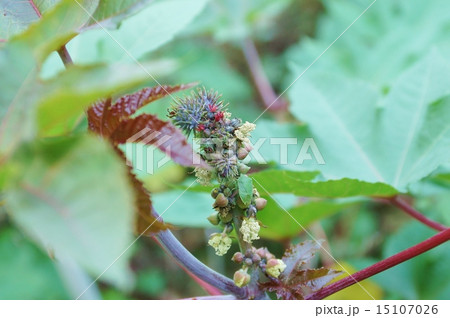 生きる緑の背景素材・カメムシとトウゴマの花芽アップ・横位置 15107026
