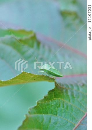 生きる緑の背景素材・トウゴマの葉に緑のカメムシ側面アップ・縦位置 15107031