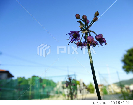 ラッキョウの花 15107176
