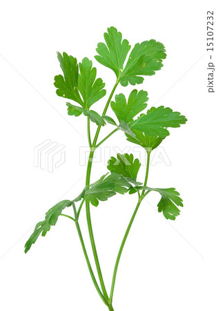 Fresh parsley 15107232