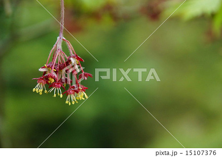 ハウチワカエデの花 緑っぽい背景 の写真素材