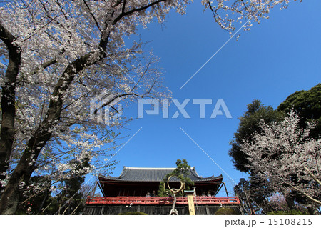 清水観音堂の桜 15108215