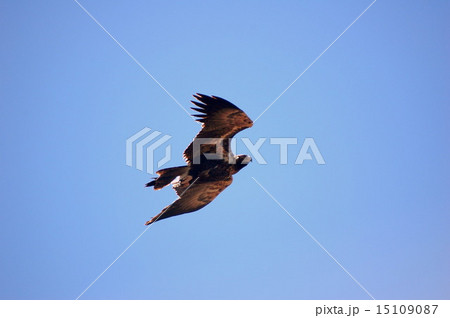 wedged tail eagle 15109087