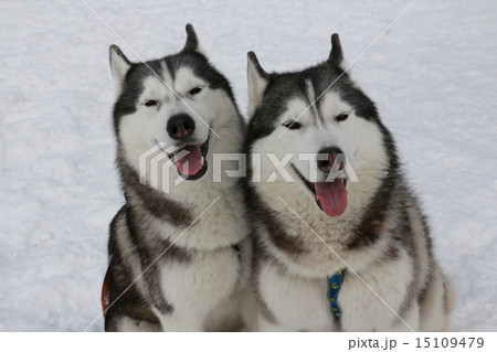 シベリアンハスキー シベリアンハスキー 15109479