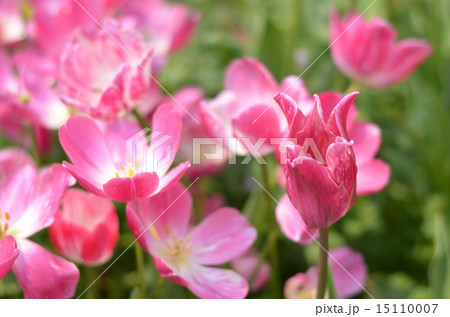 濃いピンク色のチューリップ 15110007