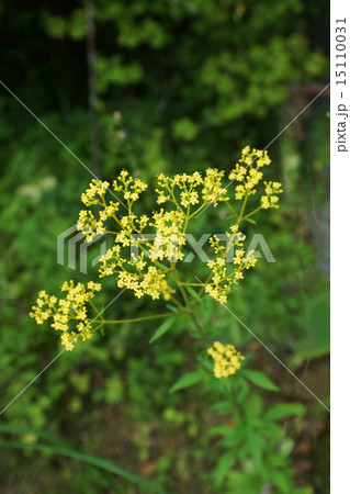 秋の背景素材・秋の野のオミナエシの花・縦位置1株 秋の背景素材・秋の野のオミナエシの花・縦位置1株 15110031
