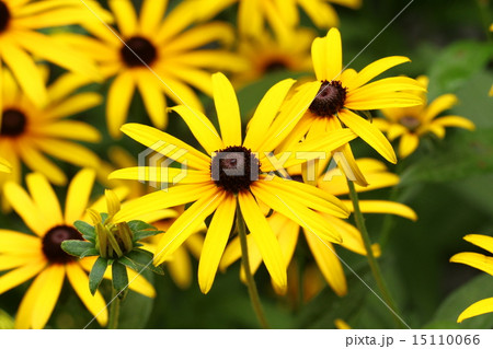 夏のルドベキア 夏のルドベキア 15110066