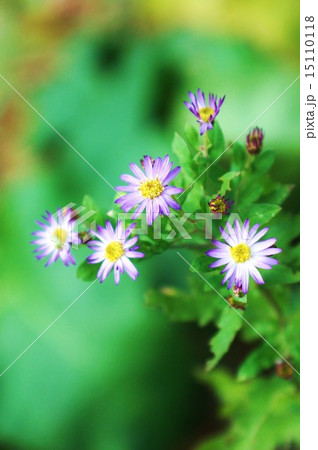 野の花・清しい野紺菊の花とつぼみ・縦位置 15110118