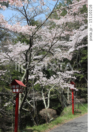 桜 15110216