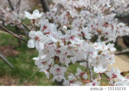 桜 15110218