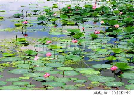 ハスの花 ハスの花 15110240