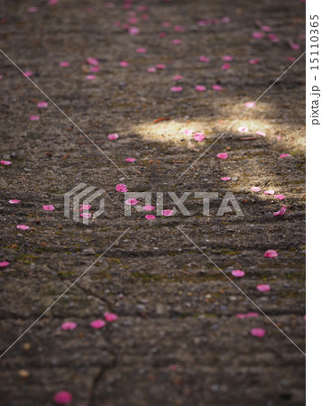 歩道上の梅の花びら 15110365