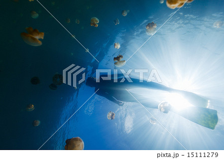 Tourist snorkeling in Jellyfish Lake Tourist snorkeling in Jellyfish Lake 15111279