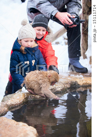 Baby Snow Monkey Baby Snow Monkey 15111714