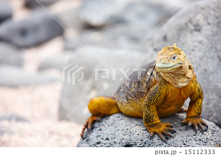 Land iguana Land iguana 15112333